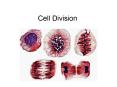 Cell Division PowerPoint PPT Presentation