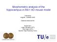 Morphometric analysis of the hippocampus in R6/1 HD mouse model PowerPoint PPT Presentation