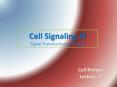 Cell Signaling II Signal Transduction pathways PowerPoint PPT Presentation