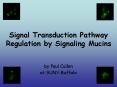 Signal Transduction Pathway Regulation by Signaling Mucins PowerPoint PPT Presentation