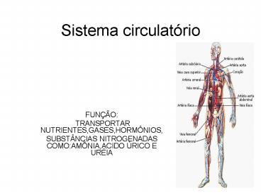 Sistema circulat