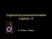 Organismos pseudocelomados Cap
