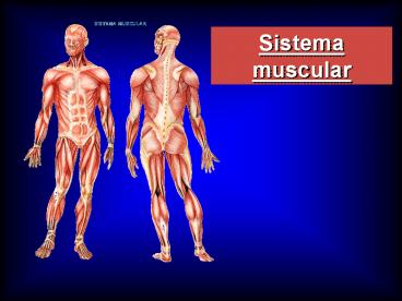 Sistema muscular