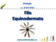 Filo Equinodermata