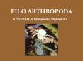 FILO ARTHROPODA PowerPoint PPT Presentation