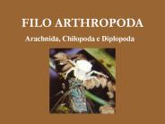 FILO ARTHROPODA