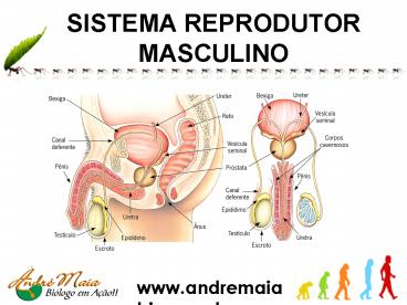 SISTEMA REPRODUTOR MASCULINO