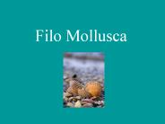 Filo Mollusca