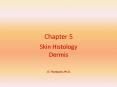 Skin Histology PowerPoint PPT Presentation