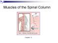 Muscles of the Spinal Column PowerPoint PPT Presentation