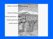 Bacterial Skin Disorders