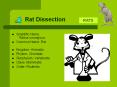 Rat Dissection PowerPoint PPT Presentation