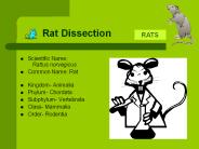 Rat Dissection