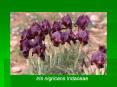 Iris nigricans Iridaceae PowerPoint PPT Presentation