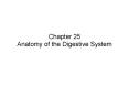 Chapter 25 Anatomy of the Digestive System PowerPoint PPT Presentation