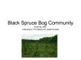 Black Spruce Bog Community Summer 2007 Instructors: Phil Splett and Jesse Kroese PowerPoint PPT Presentation