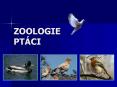 ZOOLOGIE PT PowerPoint PPT Presentation