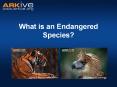 What is an Endangered Species? PowerPoint PPT Presentation