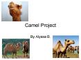 Camel Project PowerPoint PPT Presentation