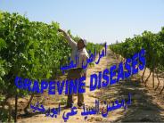 GRAPEVINE DISEASES