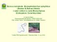 Borova nematoda Bursaphelenchus xylophilus (Steiner PowerPoint PPT Presentation