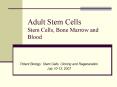 Adult Stem Cells Stem Cells, Bone Marrow and Blood PowerPoint PPT Presentation