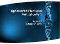 Specialized Plant and Animal cells 1 PowerPoint PPT Presentation