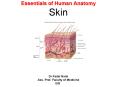 Essentials of Human Anatomy Skin PowerPoint PPT Presentation