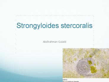 Strongyloides stercoralis