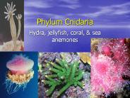 Phylum Cnidaria