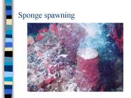Sponge spawning