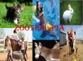 zooterapia PowerPoint PPT Presentation