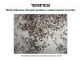 TERMITES! Reticulitermes flavipes (eastern subterranean termite) PowerPoint PPT Presentation