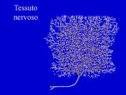 Tessuto nervoso
