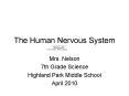 The Human Nervous System PowerPoint PPT Presentation