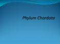 Phylum Chordata PowerPoint PPT Presentation