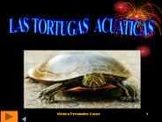 TORTUGAS ACUATICAS