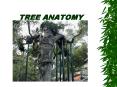 TREE ANATOMY PowerPoint PPT Presentation