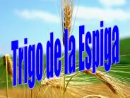 Trigo de la Espiga