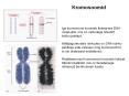 Iga kromosoom koosneb lineaarses DNA PowerPoint PPT Presentation