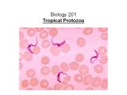 Biology 201 Tropical Protozoa