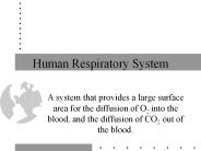 Human Respiratory System