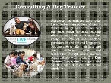 Consulting A best Dog Trainer