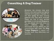 Consulting A best Dog Trainer