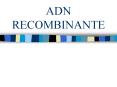 ADN RECOMBINANTE PowerPoint PPT Presentation