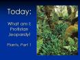 Today: What am I: Protistan Jeopardy! Plants, Part 1 PowerPoint PPT Presentation