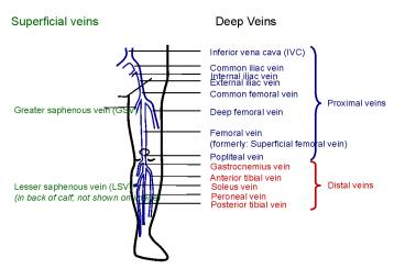 Inferior vena cava (IVC)