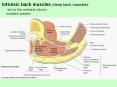 Intrinsic back muscles (deep back muscles): PowerPoint PPT Presentation