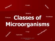 Classes of Microorganisms