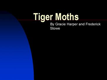 Tiger Moths